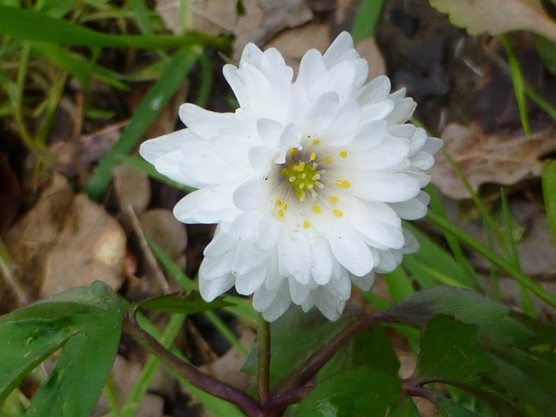 Anemone nemorosa 'Alba Plena'